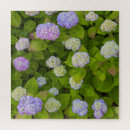 Search for hydrangeas photography Garden
