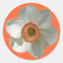 Search for daffodil flower stickers Nature