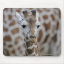 Search for giraffa camelopardalis mousepads Close up