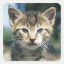 Search for whiskers stickers Brown