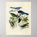 Search for magpie posters Crows