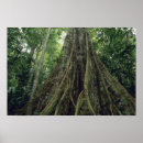 Search for rainforest posters Costa rica