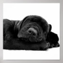 Search for black lab art Pet