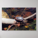 Search for turtles posters Endangered species