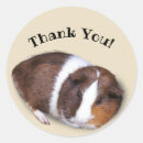 Search for cute pigs stickers Cavy