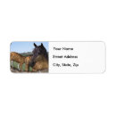Search for cat love return address labels Nature