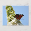 Search for peacock butterfly postcards Insect