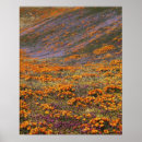 Search for california poppy art Colourful