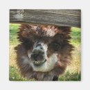 Search for loveable magnets Adorable