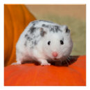Search for hamster posters Cute