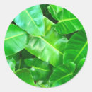 Search for green palm leaf stickers Leaves