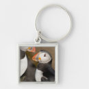 Search for puffins square key rings Wildlife