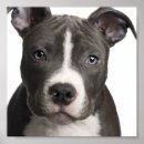 Search for pit bull posters Apbt