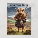 Search for funny scottish postcards Highland cow