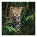 Search for jaguar panther posters Jungle