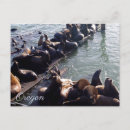 Search for sealion postcards Ocean