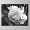 Search for black and white rose drawings posters Flower
