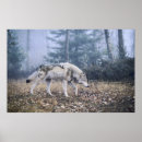 Search for timber wolf posters Nature