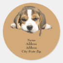 Search for beagle hound stickers Beagles