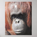 Search for orangutan posters Ape