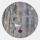 Search for christmas squirrel stickers Red