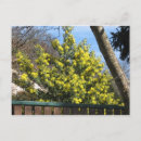 Search for mimosa tree postcards Flowers