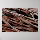 Search for barbed posters Wire