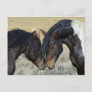 Search for wild horses postcards Brown horse