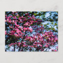 Search for flowering tree postcards Dogwood