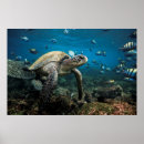Search for snorkelling art Nature