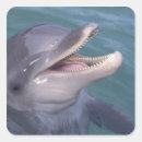 Search for bottlenose dolphin stickers Ocean
