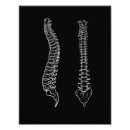 Search for spine posters Human