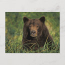 Search for brown bear postcards Portrait