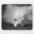 Search for pomeranian mousepads Puppies