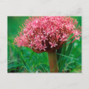 Search for agapanthus postcards Flower