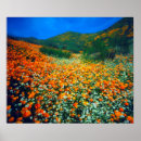 Search for california poppy art Botanical