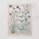 Search for medicinal postcards Flower