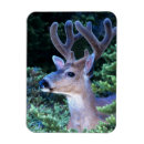 Search for mule magnets Antlers