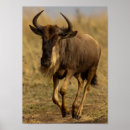 Search for sprinting posters Nature