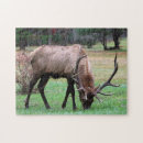 Search for elk puzzles Animal