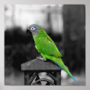 Search for colourful parrot posters Nature