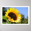 Search for sun flower posters Nature
