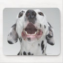 Search for aggressive electronics Animal