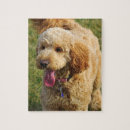 Search for goldendoodle puzzles Running