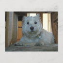 Search for dog bones postcards Funny