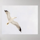 Search for high wing posters Sky