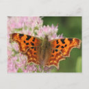 Search for comma postcards Butterfly