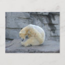 Search for ursus postcards Bear