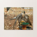Search for birds of prey puzzles Nature