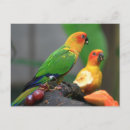 Search for bird postcards Feathers